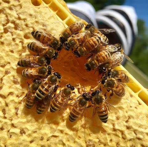 Vanessa's Bees Vanessa's Bees